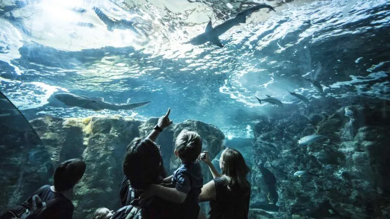 Famille devant un aquarium d'Océanopolis